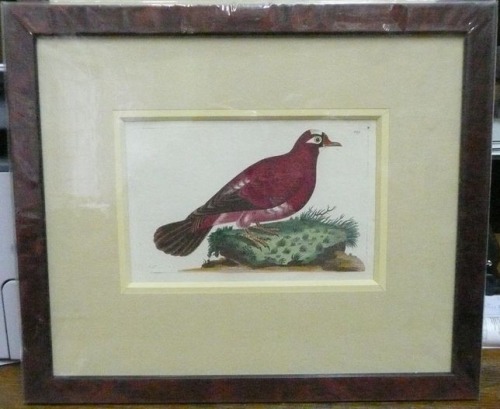 Red Dove / Crimson Pigeon by Nodder / Shaw